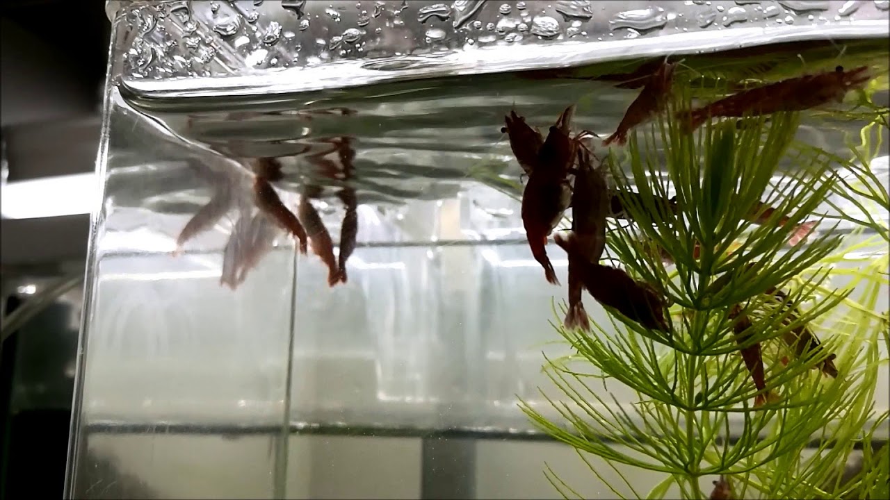 極火蝦レッドファイヤーシュリンプで草原レイアウトにインパクトを