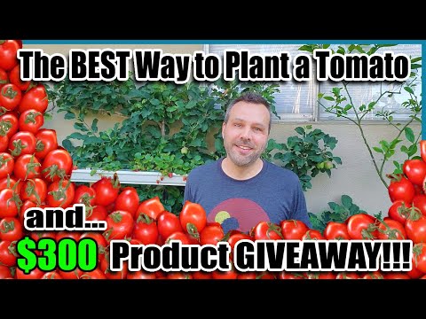 Video: Neptūna tomātu augu kopšana - informācija par Neptūna tomātu audzēšanu