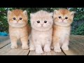 Three little Teddy kittens |  Cutest Baby British kittens