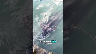 Unique Facts About Buffalo