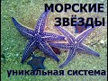 МОРСКИЕ ЗВЕЗДЫ - УНИКАЛЬНАЯ СИСТЕМА