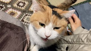 食べちゃう(三毛猫) ここが気に入ってるらしいです🐵 #今日のお昼寝 #三毛猫