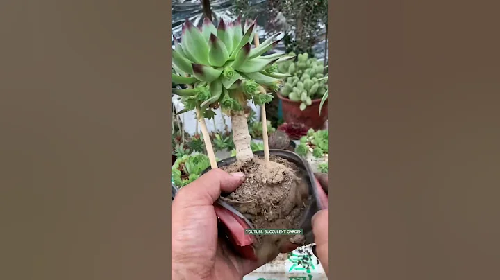 Useful tips for succulents | 多肉植物 | 다육이들 | Suculentas - 天天要聞