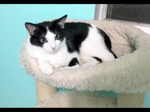 cats eating litter Kittens Scared Of Cat Tree & Kitten Closet Gates Come Down - Nursery #36