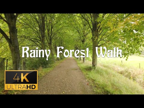 Forest walk in The Rain | umbrella walks