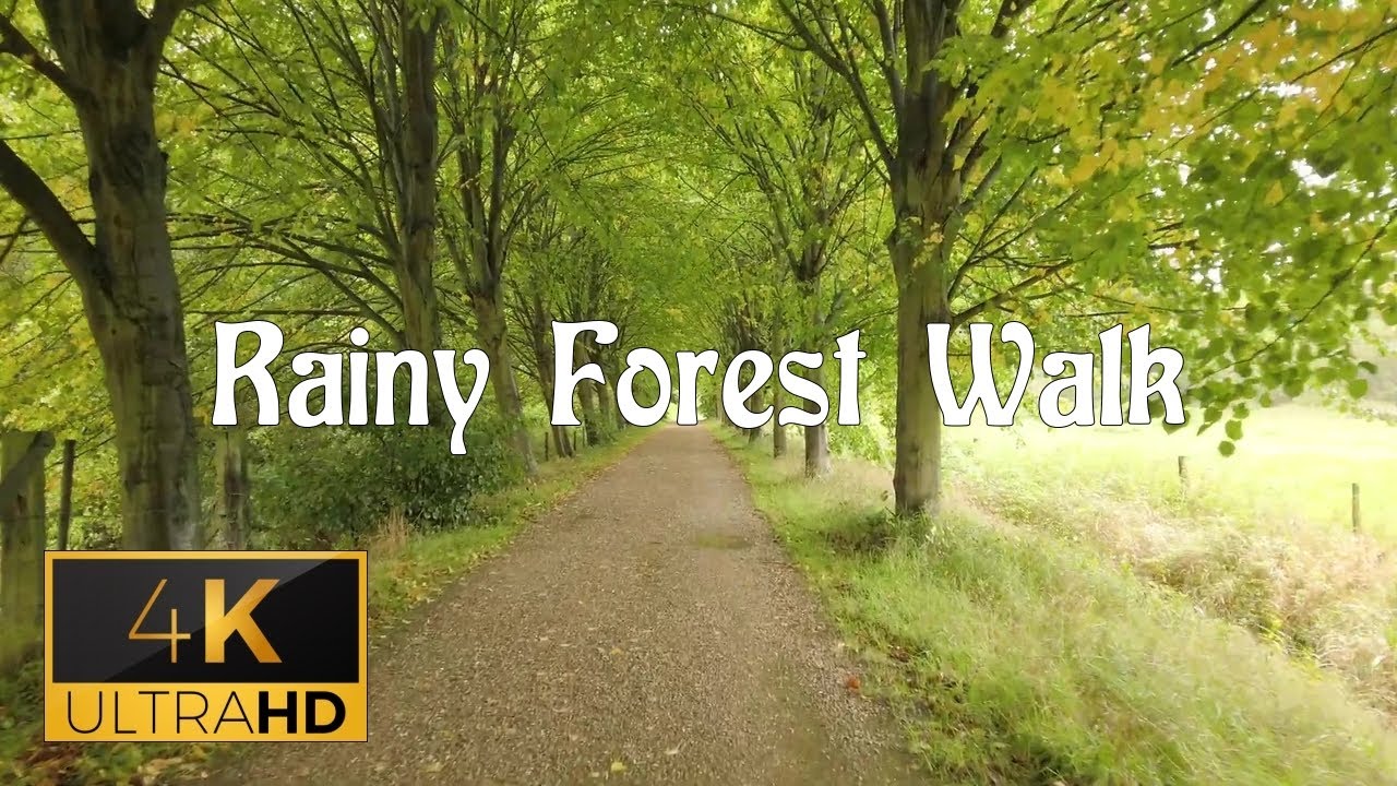 Forest walk in the rain in beautiful green ambient | Rain Sounds - YouTube