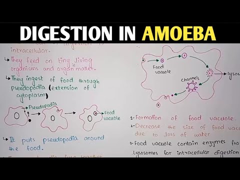 Digestion In Amoeba | Pseudopodia | Class 11 Biology