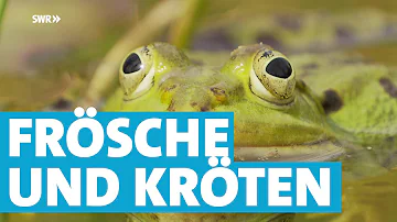 Wie gefährlich sind Frösche?