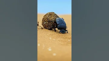 Куда катит шар этот самый сильный жук