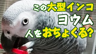 大型インコはおしゃべりだけじゃない本当におもしろいのは人をおちょくる行動です(笑)