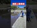 師匠のノールック投法　#除草剤
