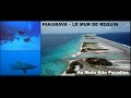 Mur de requin en polynsie  plonge  fakarava