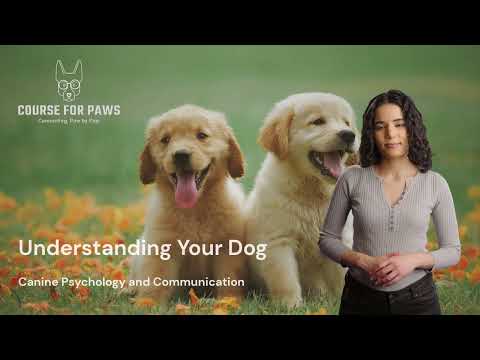 Video: Hvad er Schutzhund træning for hunde?