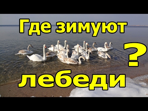Где зимуют лебеди?