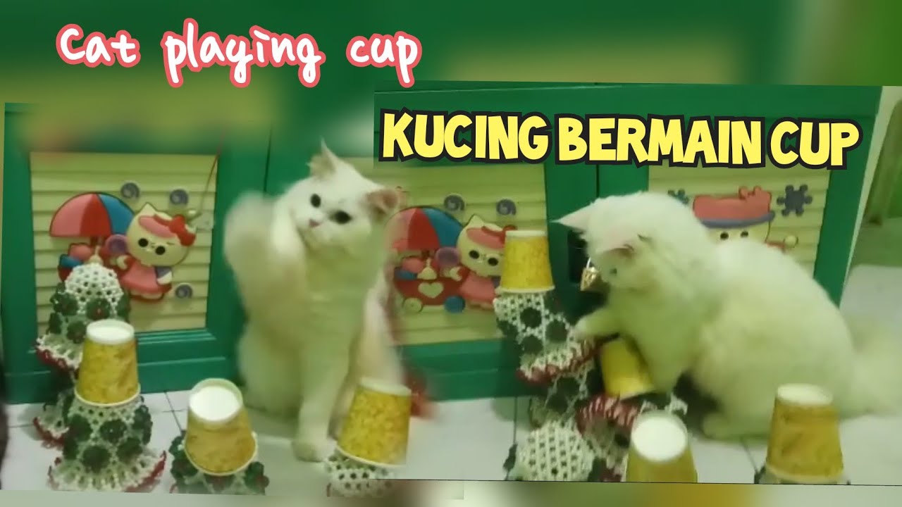 Cup cat видео