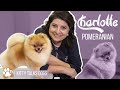 Kitty Talks Dogs: grooming Charlotte the Pomeranian | TRANSGROOM