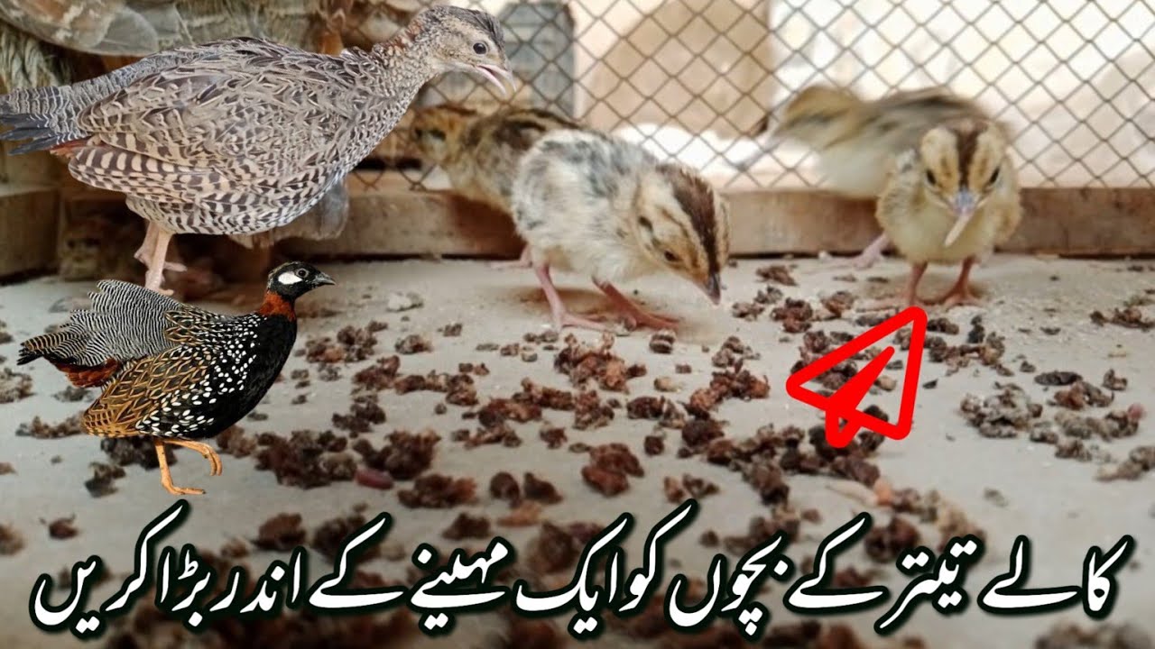 Kale Teetar Ke Bachu Ko Aik Mah Ke Andur Mota Krain | kala Teetar chicks healthy Diet |