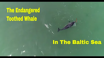 The Harbor Porpoise: An Endangered Marine Mammal