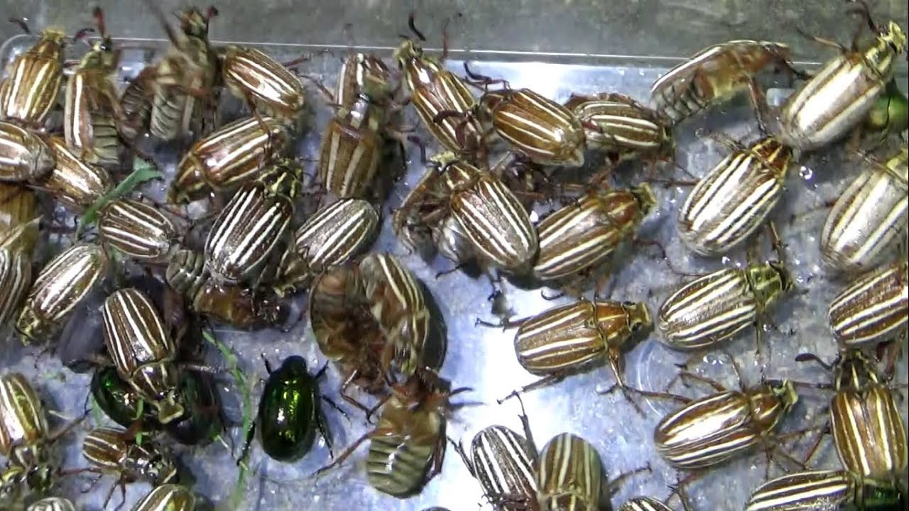 海辺のサービスエリアに大量発生していた大型甲虫を大乱獲 Youtube