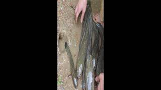 Unbelievable | The Best Python Fishing Fish