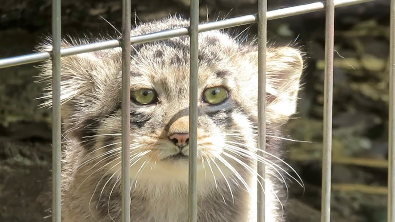 かとうゆみ　マヌルネコ マヌルネコの仔3頭の愛称投票を行います！｜新着のお知らせ
