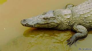 1500 ANIMALS NAMES and SOUNDS 8K VIDEOS ||Video Credits (8k videos ultra HD)