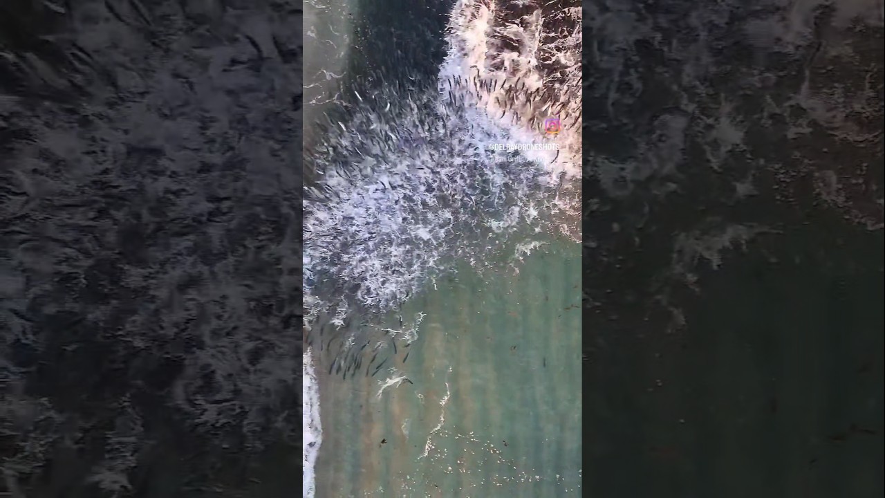 Mullet Run 2024 Explosions