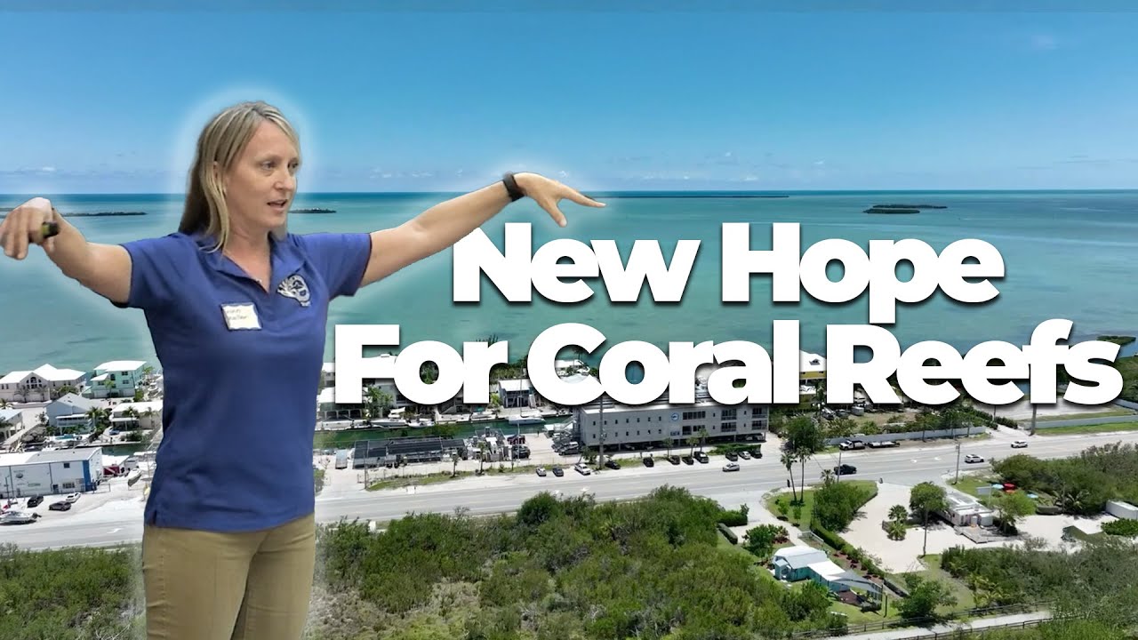 Saving Coral Reefs: The New Science of Restoration