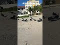 Dios mío la llorona los cuervos 🐦‍⬛😵‍💫
