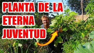 LA PLANTA DE LA ETERNA JUVENTUD