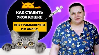 Как сделать укол кошке Ставим укол внутримышечно и в холку