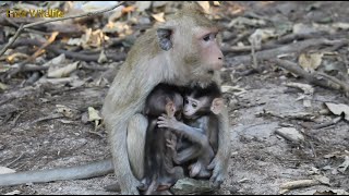 Wow.. Moy And Pee Are Smart Funny Baby Monkeys Video