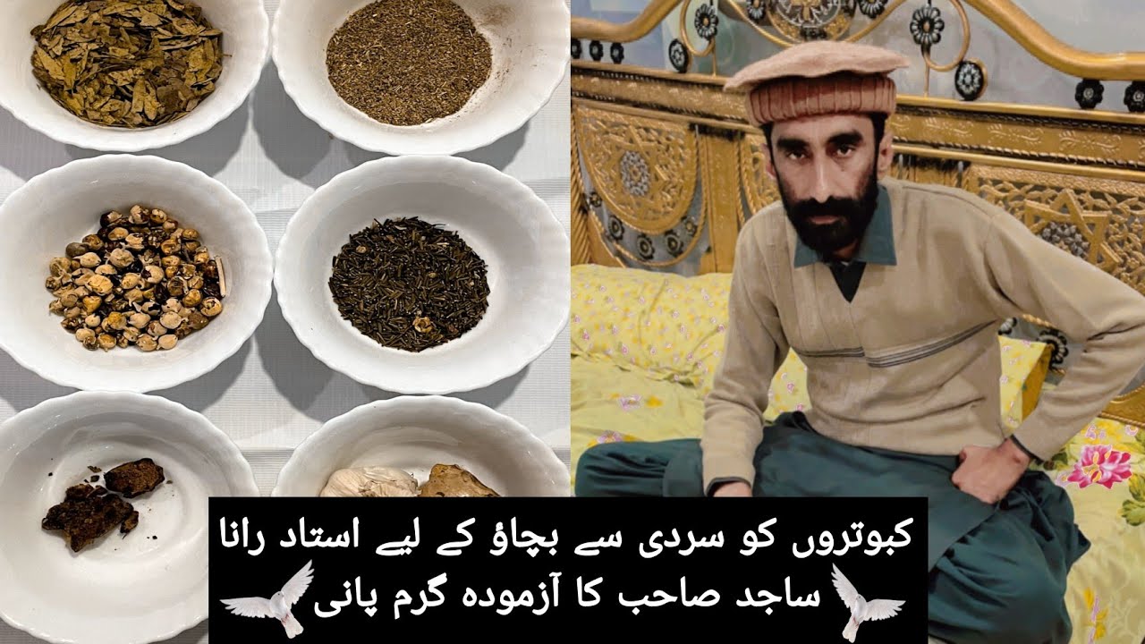 کبوتروں کو سردی سے بچاؤ کے لیے استاد رانا ساجد صاحب کا آزمودہ گرم پانی🕊️🕊️😱😱😱