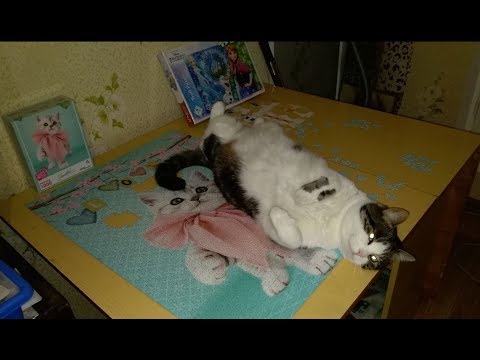 Как собирать пазл на 1000 элементов? Котик Лаваш и пазлы)