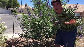 How to grow Chaste Tree or Vitex