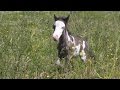 This Small Horse Was Destined To Become A Big Celebrity. Keep An Eye On His Legs And You’ll See Why…