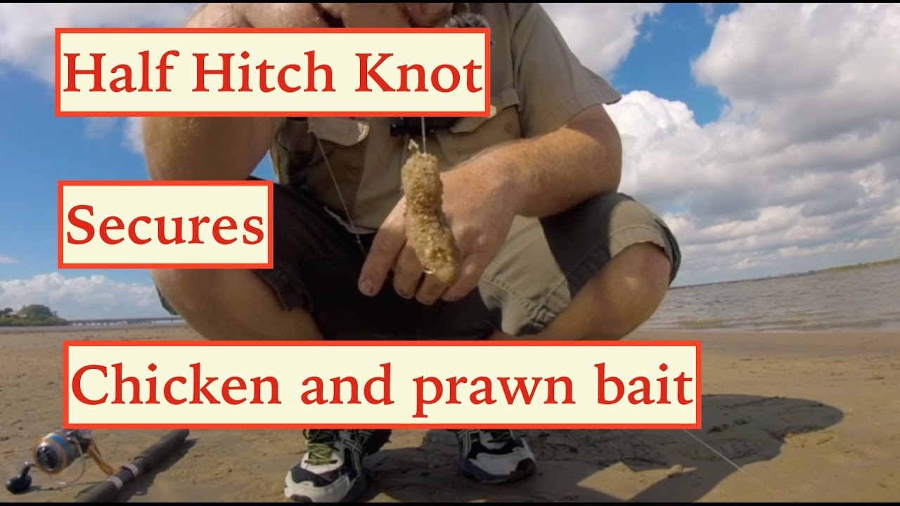 Half Hitch knot secures chicken and prawn bait. Land and Bay Fishing 
