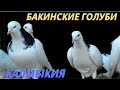 Взрывные Бакинские голуби Валеры в Калмыкии! #göyərçinlər #tauben #pigeons