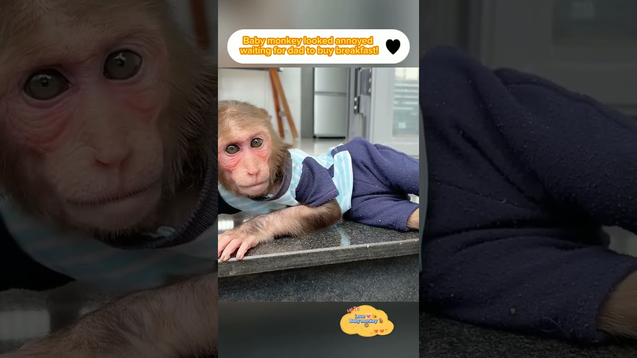 Baby monkey looked annoyed waiting for dad to buy breakfast! #animals