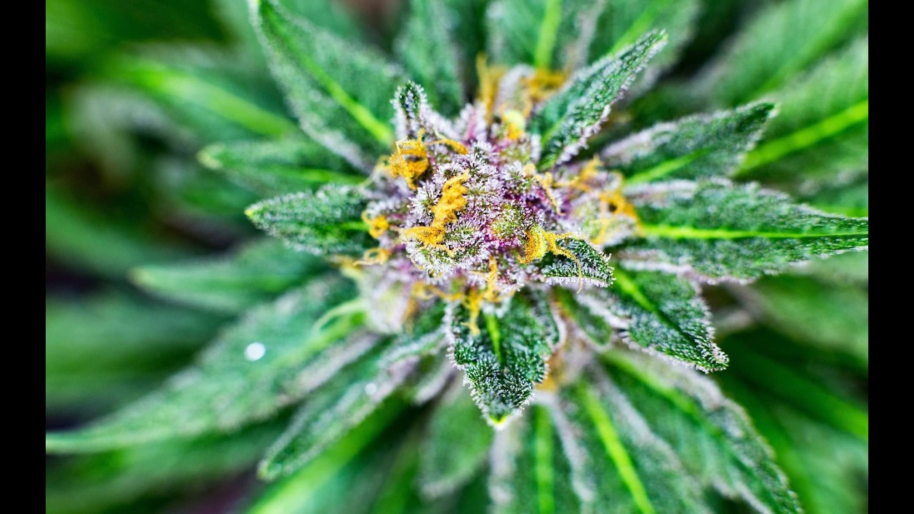 EP 205 Cannabis Farm. Humboldt County, California