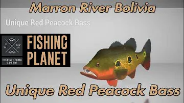 Red Peacock Bass - Marron River Bolivia - Fishing Planet