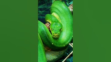 Reticulated Python Climb on a Tree |  #shorts #shortsviral  #snake #funny #fun #shortsfeed  #reels