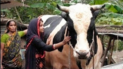 বাংলাদেশ - উইকিপিডিয়া - বাংলা উইকিপিডিয়া, বাংলাদেশের সবচেয়ে বড় গরু - YouTube, বাংলাদেশের সবচেয়ে বড় গরু দশম শ্রেণীর ছাত্রী ইতির । দাম জানলে চোখ ..., 123|| বাংলাদেশের বড় গরু হাট||খুব কম মূলে বড় ছট ভারতীয়,দেশি সকল গরু ..., বাংলাদেশের সবচেয়ে বড় গরুর হাট ও বাজার কোনটি জানুন I Big cow ...