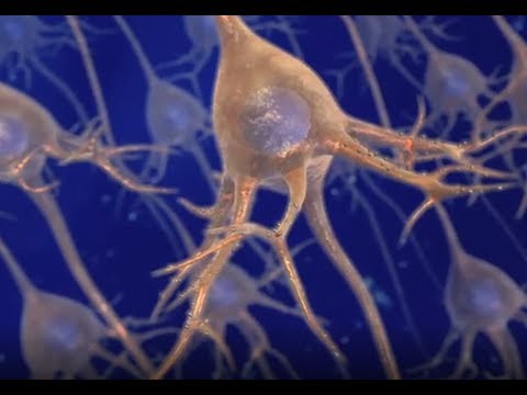 ნეირონის შერჩევითად განვლად მემბრანაში  წონასწორობის დამკვიდრება