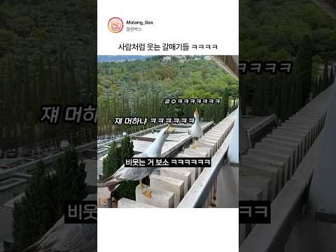 사람처럼 웃는 갈매기들 ㅋㅋㅋㅋ thumbnail