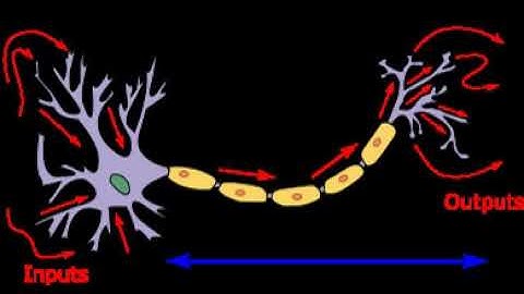 Biological neuron models | Wikipedia audio article