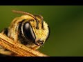 Arılar Yok Olursa, İnsanlığın Ömrü?