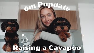 6 Month Puppy Update // Raising our Black & Tan Cavapoo Puppy  Costs, Potty & Crate Training etc
