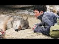 A Man Raised a WOLF Cub As His Pet. But One Moment Something Terrible Happened