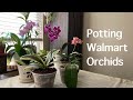 Potting Up Walmart Clearance Orchids!